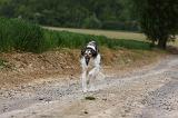 BARZOI 135